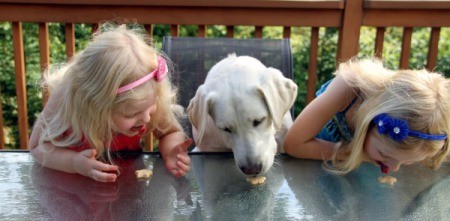 Dog sitting in between two blond girls, all of them eating a small cookie.