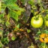 Tomato plant with black leaves and green tomatoes.