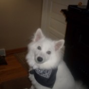 Dog's Hair Has Not Grown Back After Trimming