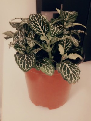 Identifying a Houseplant - small pant with dark green leaves heavily veined with white