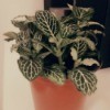 Identifying a Houseplant - small pant with dark green leaves heavily veined with white