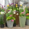 Lots of potted plants in large planters filled with tulips and daffodils.