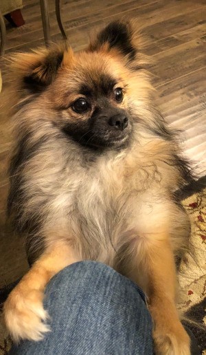 Dog Not Holding Pee During the Day - light brown, tan and dark brown Pom