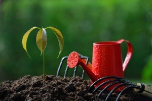 Mango tree seeding planted with watering can and small garden tools next to it.