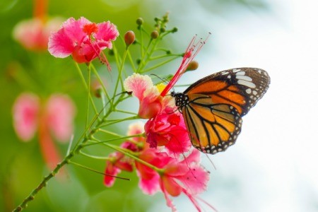 Monarch butterfly on a flower