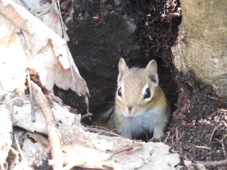 A forest chipmunk on the shores of Lake Superior.