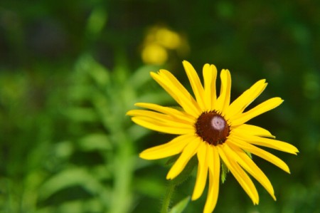 Wild Woodland Daisy (Rudbeckia) - yellow flower with black center