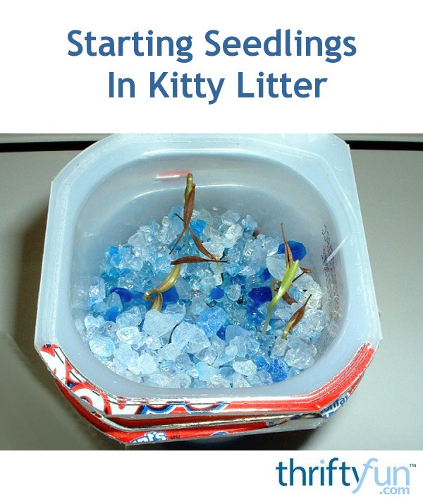 Starting Seedlings In Kitty Litter ThriftyFun