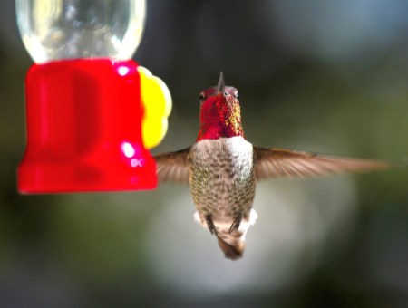 An Anna's hummingbird with a red head, at a birdfeeder.