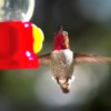 An Anna's hummingbird with a red head, at a birdfeeder.