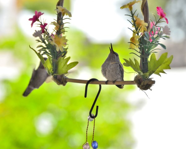 A brand new baby hummingbird on a perch.