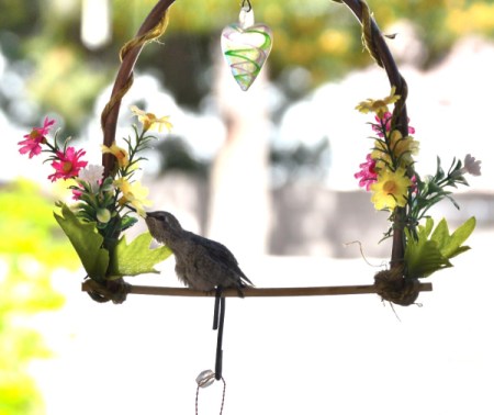 A brand new baby hummingbird on a perch.