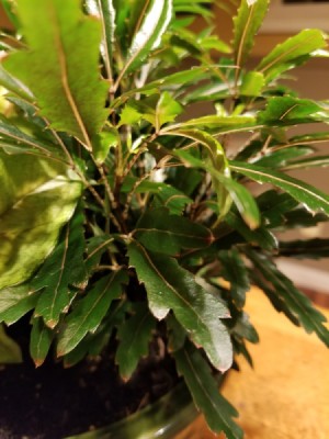Identifying a Houseplant - dark green leafed plant, leaves long and narrow with notching