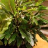 Identifying a Houseplant - dark green leafed plant, leaves long and narrow with notching