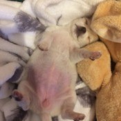 10 Week Old Puppy Won't Drink Water - puppy sleeping tummy up