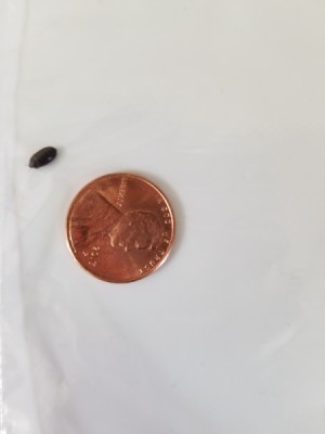 Identifying Little Black Bugs - small black bug next to a penny