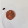 Identifying Little Black Bugs - small black bug next to a penny