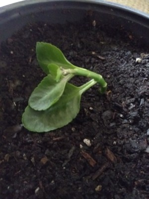 What Is This Houseplant? - small piece of a plant