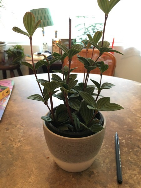 What' Is This Houseplant?