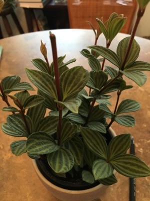 What' Is This Houseplant? - plant with light and dark green striped leaves