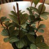 What' Is This Houseplant? - plant with light and dark green striped leaves