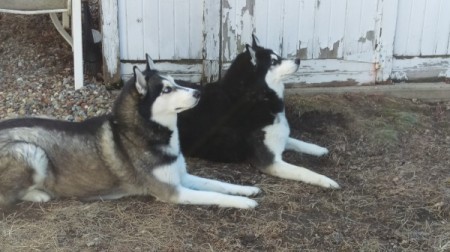 Leo & Blue (Siberian Husky) - two Huskies