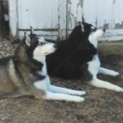 Leo & Blue (Siberian Husky) - two Huskies