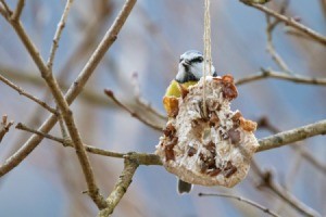 Bagel Bird Feeder hanging from a tree next to a bird.