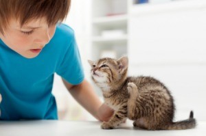 Young boy looking at a kitten scratching itself.