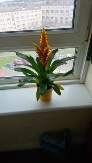 Identifying a Houseplant - bromeliad looking plant