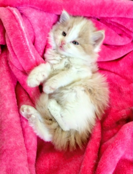 What Breed Is My Kitten?