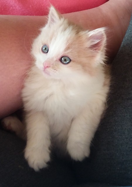 What Breed Is My Kitten?