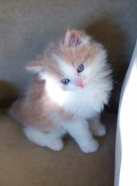What Breed Is My Kitten? - fuzzy cream and white kitten