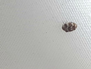 Identifying Little Bugs - tan and brown ovoid bug