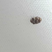 Identifying Little Bugs - tan and brown ovoid bug