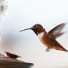 Hummingbird flying towards a bird feeder.