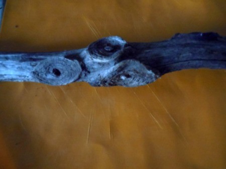 Identifying an Old Tree in Michigan Forest - old branch