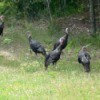 Wild Turkey Flock