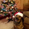 Prince (Mixed Breed) - dog wearing a Santa hat in front of the tree