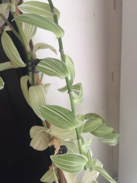 Identifying a Houseplant - vining plant with pretty light and medium green and white leaves