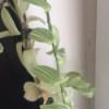 Identifying a Houseplant - vining plant with pretty light and medium green and white leaves