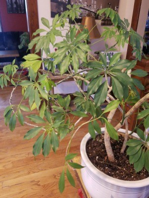 What Is This Plant? - potted plant with branches with radiating leaves clusters