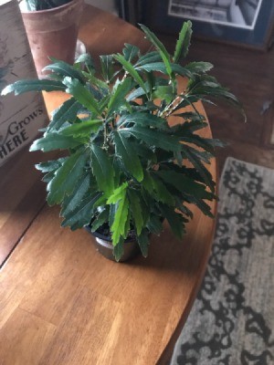 What Is This Houseplant? - notched leaf plant