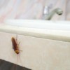 Cockroach on a bathroom counter by sink