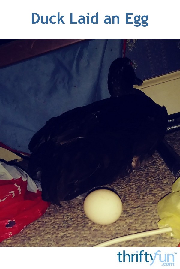 Duck Laid an Egg? ThriftyFun