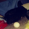 Duck Laid an Egg