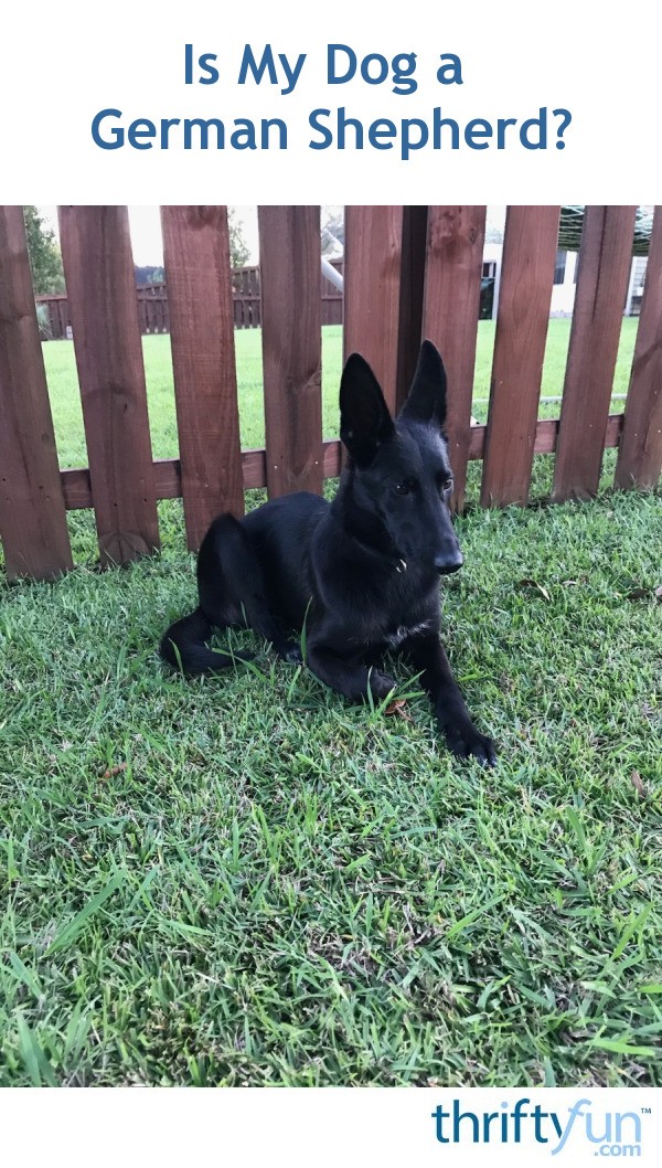 Is My Dog a German Shepherd? ThriftyFun