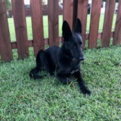 Is My Dog a German Shepherd? - lanky black dog with large standup ears