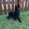 Is My Dog a German Shepherd? - lanky black dog with large standup ears
