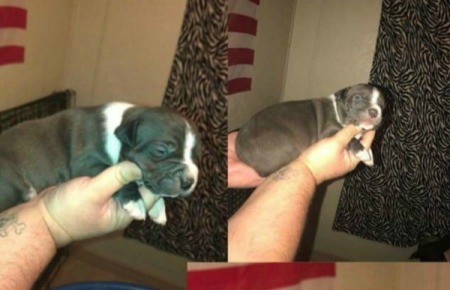 Is My Dog a Full Blooded Pit Bull?